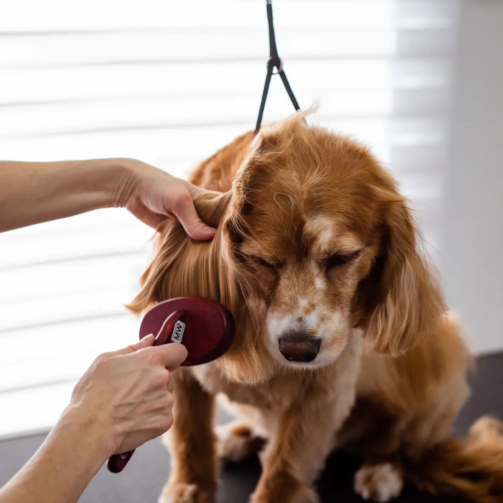 A groomer's hands brushing a brown dog's coat on an indoor grooming table.