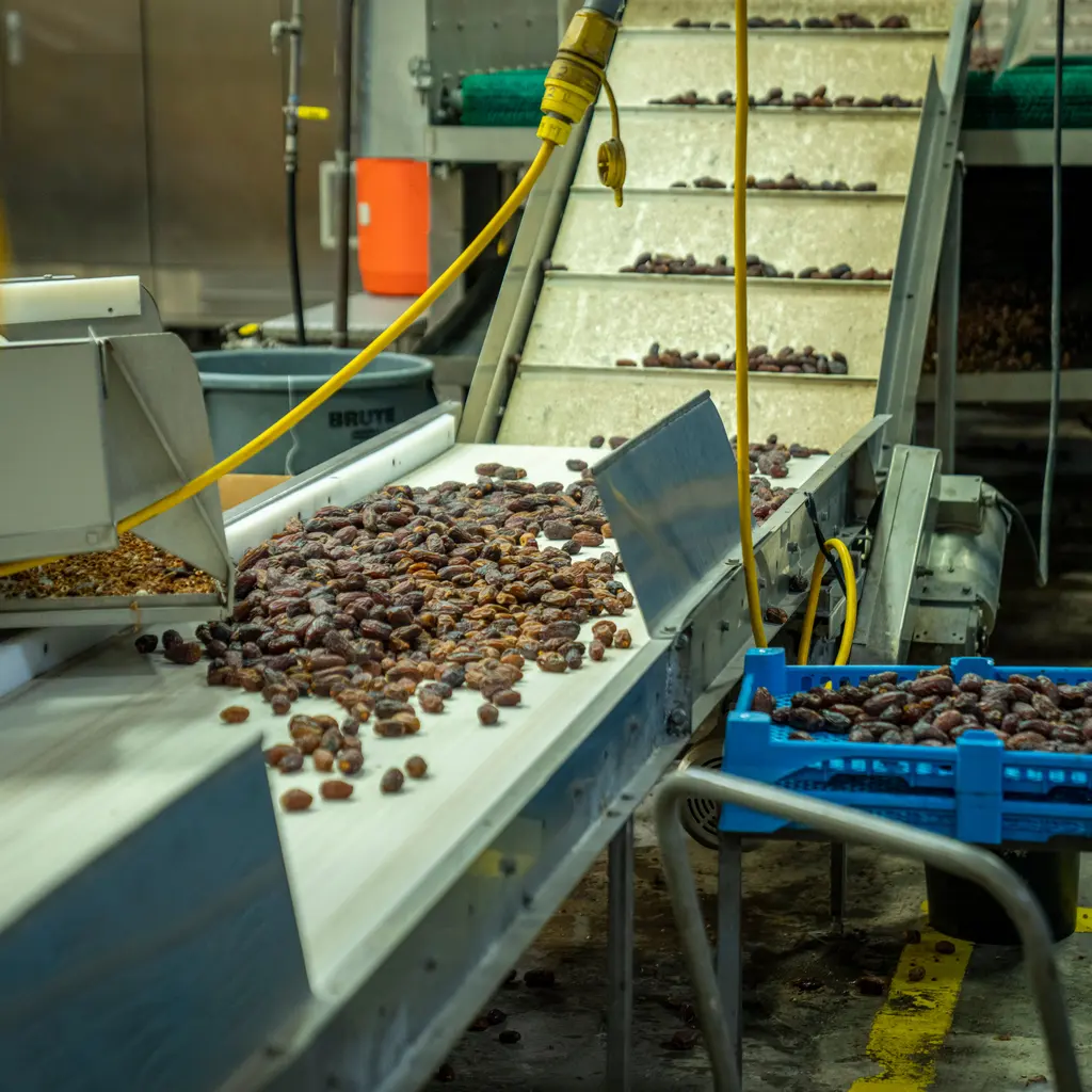 Harvested dates moving along conveyors in a processing facility.