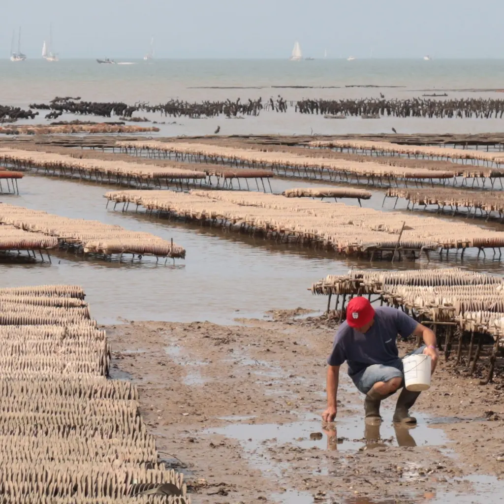 A worker tending oyster beds on an exposed tidal flat.