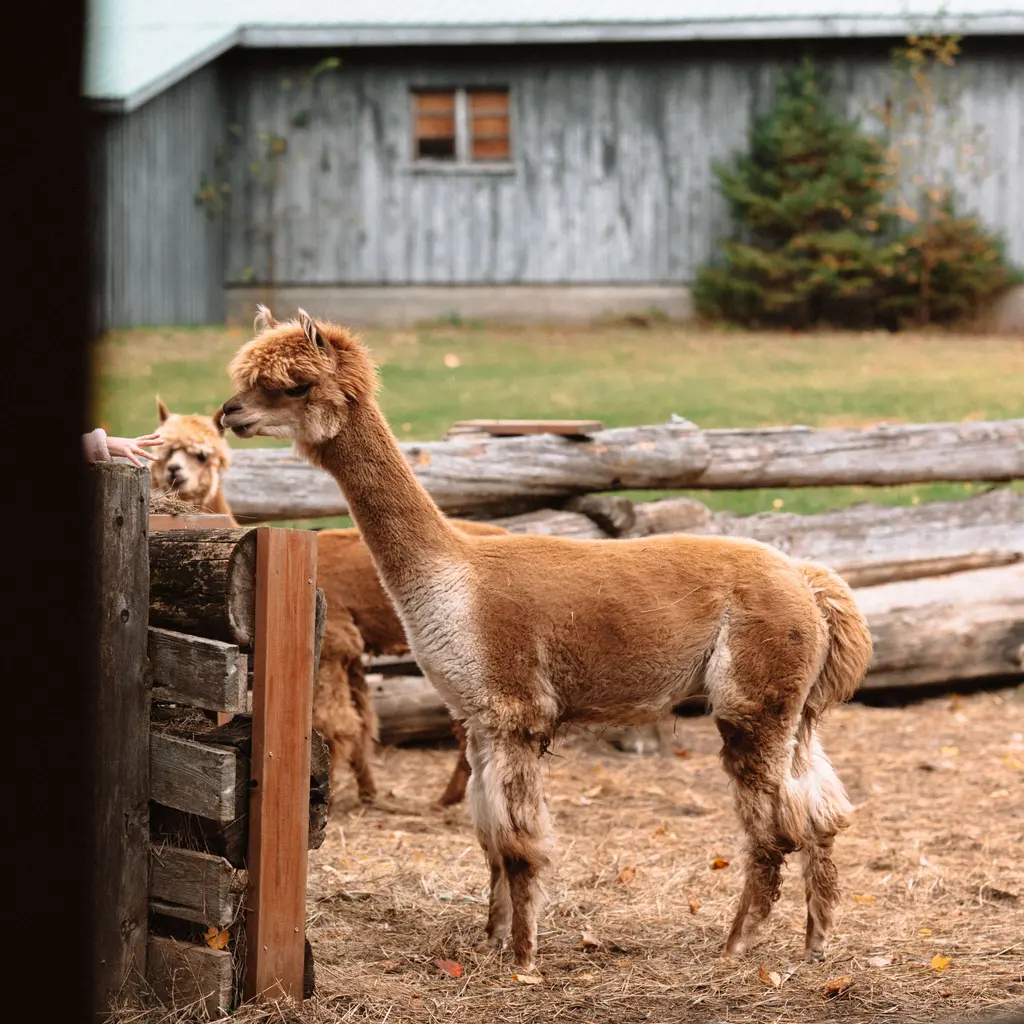 Brown camelids with shaggy coats beside a farmyard fence.