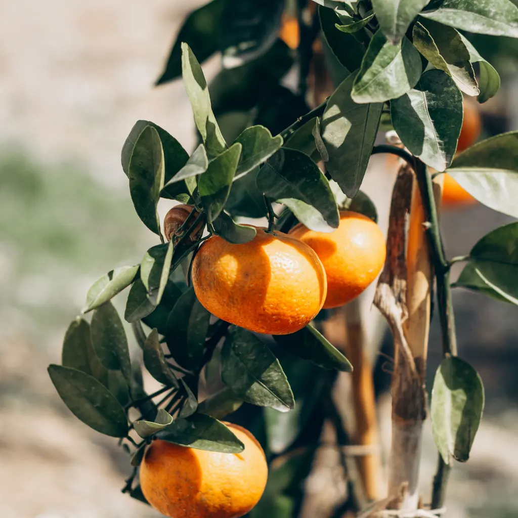 Orange tangerines hanging together on leafy tree branches.
