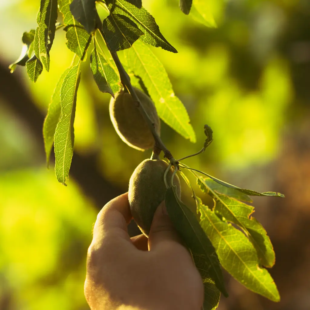 A hand touching green almonds growing on a leafy tree branch.