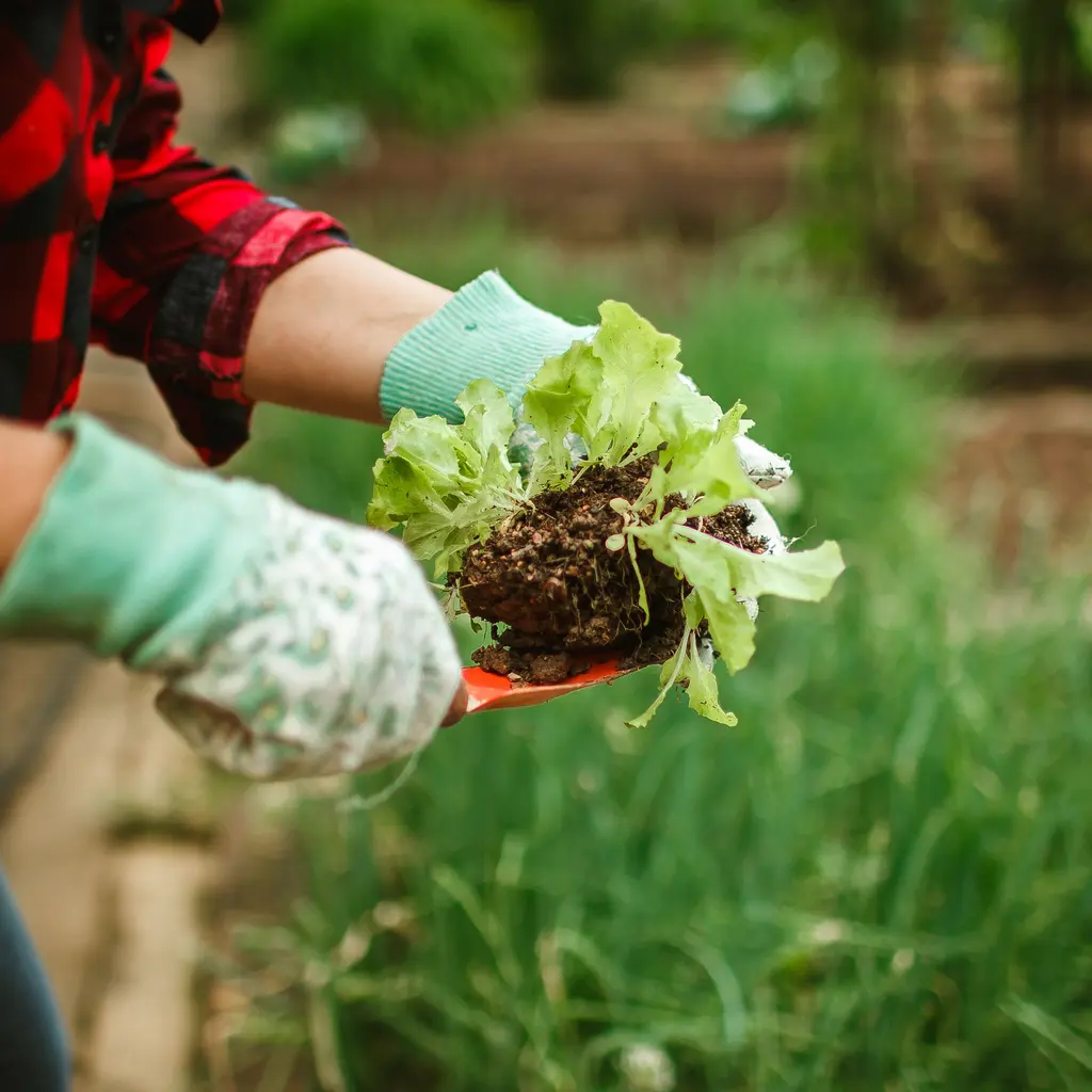 Gloved hands holding a lettuce plant above a cultivated garden bed.