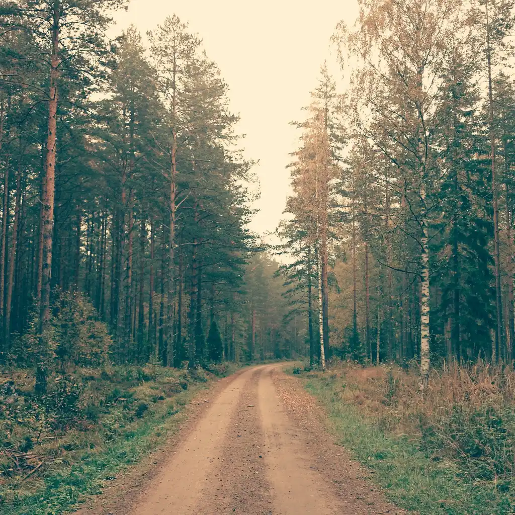 An unpaved access road running through a stand of conifer trees.