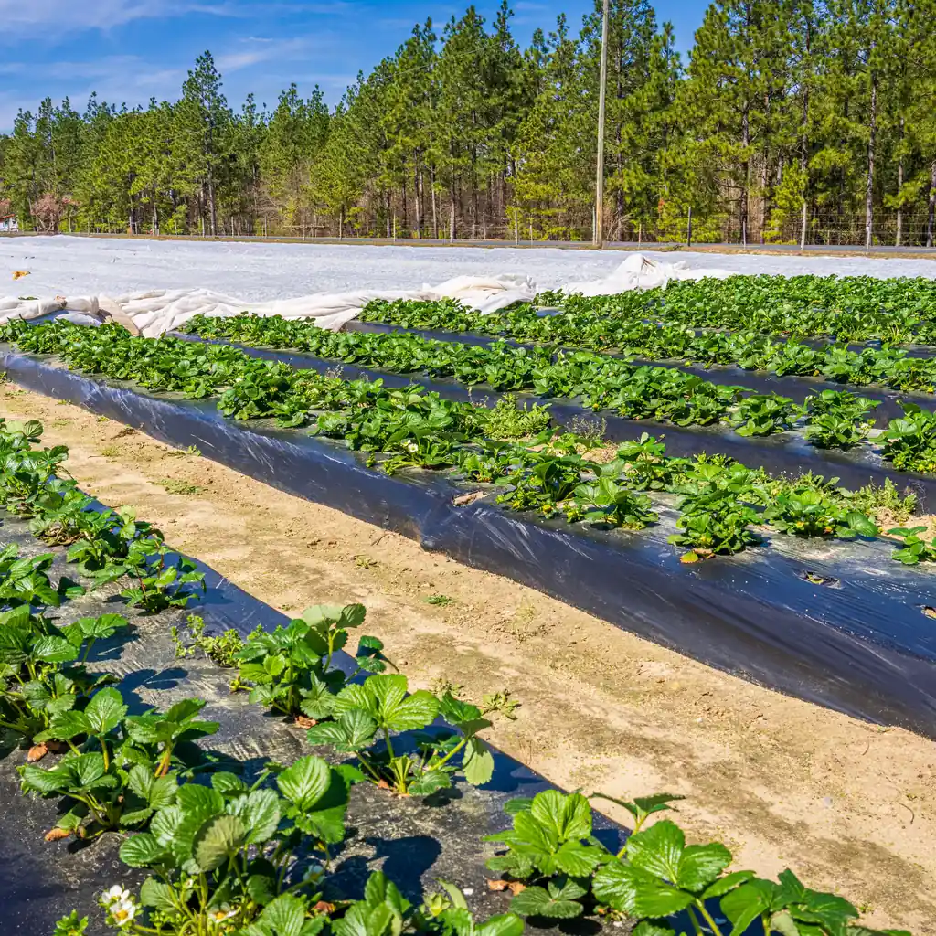 Strawberry plants grow through black-covered beds beside sandy field aisles.