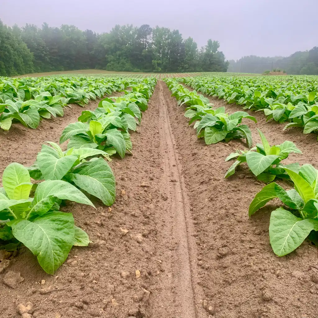 Young tobacco plants grow in cultivated rows across a field.