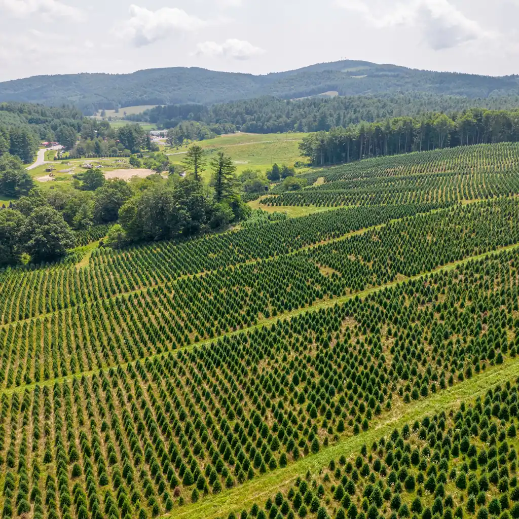 Rows of Christmas trees follow the slopes of a farm surrounded by wooded hills.