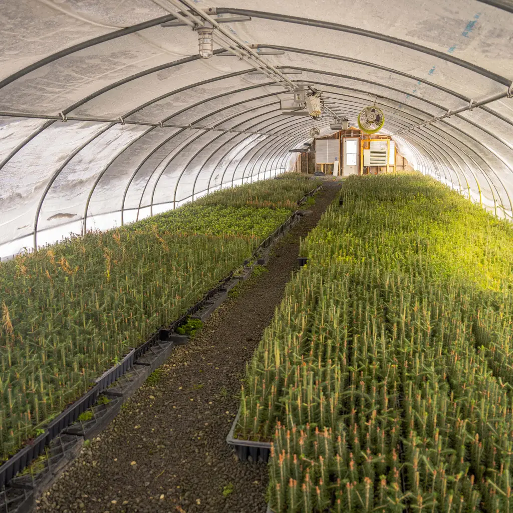 Trays of young pine seedlings fill a greenhouse on either side of a gravel aisle.